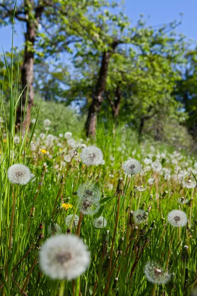春の緑の牧草地の白い古いタンポ ロイヤリティフリーのストック画像