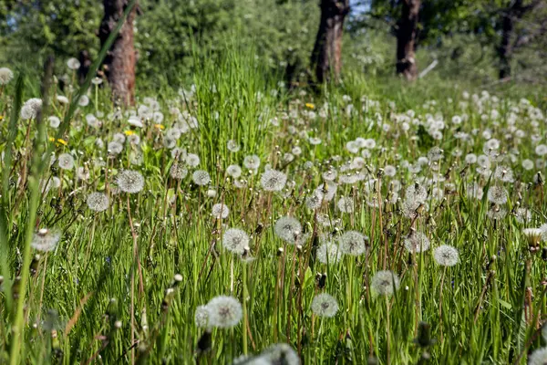 春の緑の牧草地の白い古いタンポ ロイヤリティフリーのストック画像