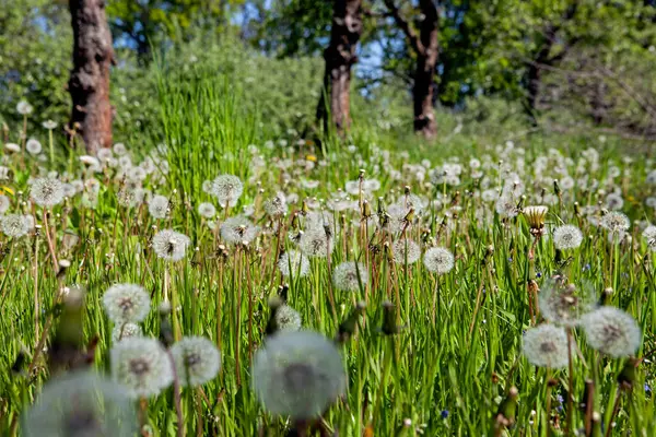 绿色草地上的白色的老蒲公英 图库图片