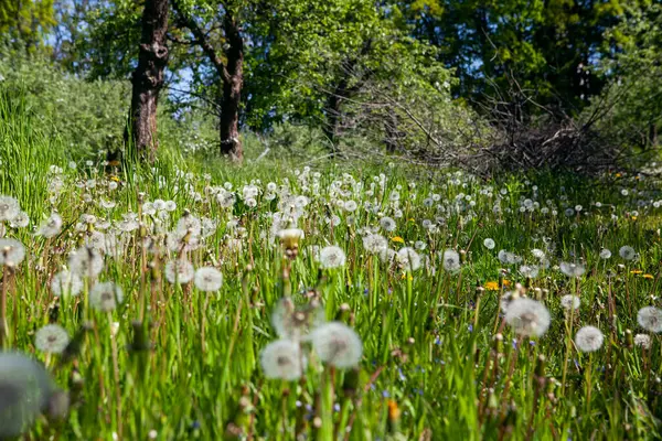 春の緑の牧草地の白い古いタンポ ストック画像