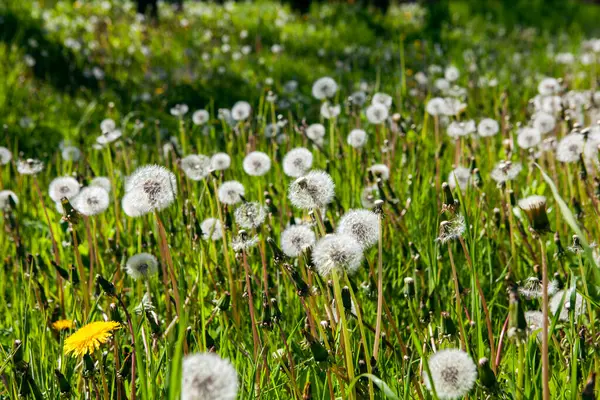 White Old Dandelions Green Meadow Spring Stock Picture