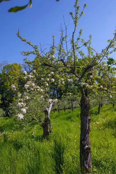 Blühender Apfelgarten Frühling Kiewer Vdng Park Ukraine lizenzfreie Stockbilder
