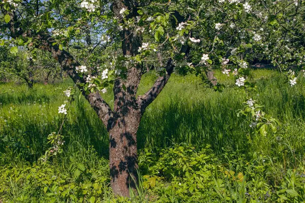 Blühender Apfelgarten Frühling Kiewer Vdng Park Ukraine lizenzfreie Stockfotos