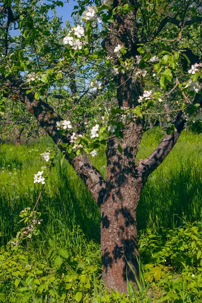 Blommande Äppelträdgård Våren Kiev Vdng Park Ukraina Royaltyfria Stockbilder