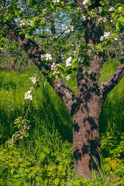 Virágzó Almakert Tavasszal Kijevben Vdng Park Ukrajna Jogdíjmentes Stock Fotók
