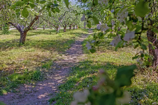 Blühender Apfelgarten Frühling Kiewer Vdng Park Ukraine lizenzfreie Stockfotos