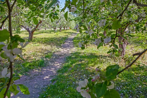 Цветущий Яблоневый Сад Весной Киеве Парк Вднг Украина Стоковое Фото