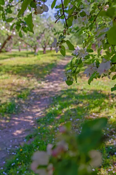 Blühender Apfelgarten Frühling Kiewer Vdng Park Ukraine Stockfoto