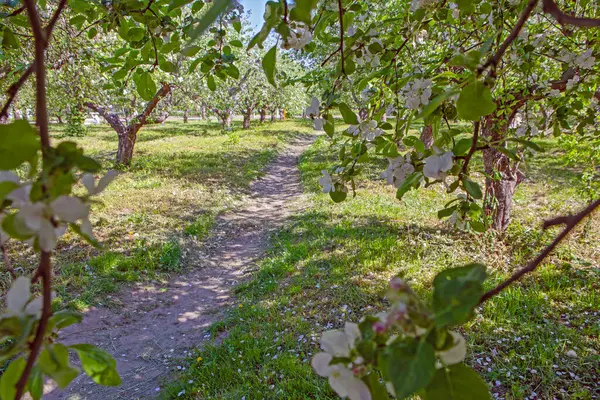 Цветущий Яблоневый Сад Весной Киеве Парк Вднг Украина Стоковое Изображение