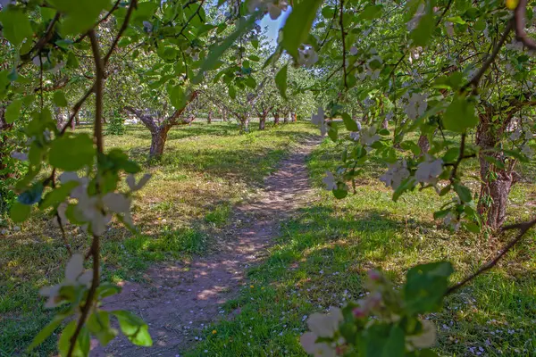 Blühender Apfelgarten Frühling Kiewer Vdng Park Ukraine Stockbild
