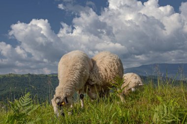 Karpat dağlarında, Ukrayna 'da koyunlar otluyor.