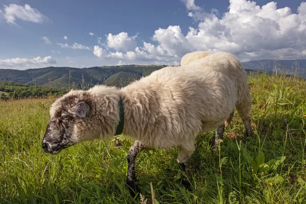 stock image Sheeps grazing in Carpathian mountains, Ukraine