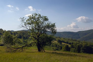 Karpat Dağları, Ukrayna 'daki tepede yalnız güzel bir ağaç.