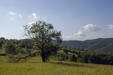 Karpat Dağları, Ukrayna 'daki tepede yalnız güzel bir ağaç.
