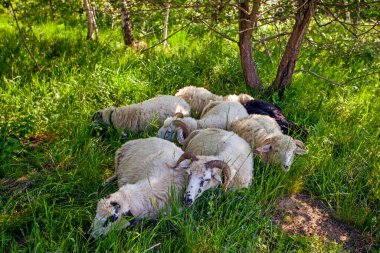 Koyunlar sıcak yaz günlerinde ağacın altında uyuyor.