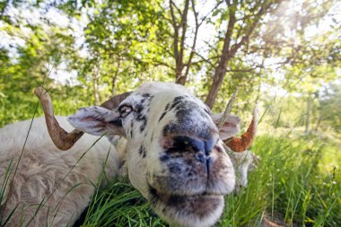 Karpat dağlarında çekilen komik koyun portresi