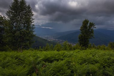 Yağmurlu yaz havasında Karpat Dağları manzarası, Ukrayna