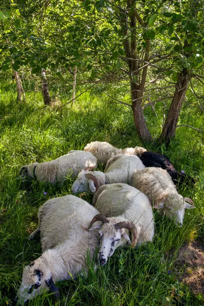 stock image Sheeps sleeping in hot summer day in shadow under the tree