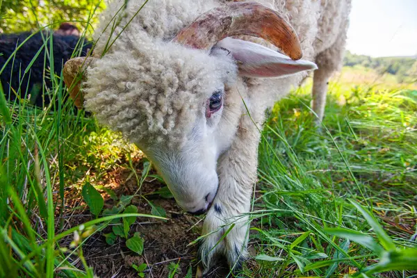 Stock image Funny  sheep lamb portrait taken in carpathian mountains