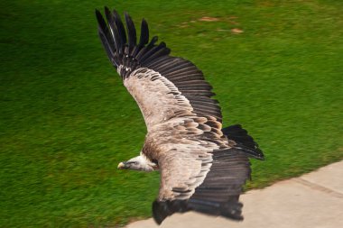 Büyük Akbaba İspanya 'da parkta uçuyor.
