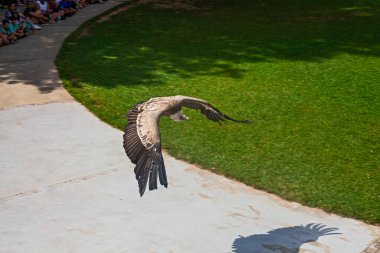 Büyük Akbaba İspanya 'da parkta uçuyor.