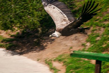 Büyük Akbaba İspanya 'da parkta uçuyor.