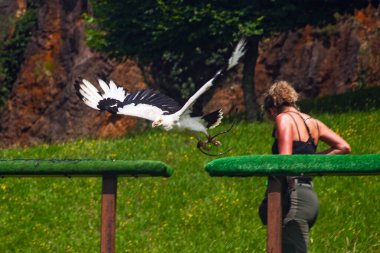 Cabarceno Park, Cantabria Span - July 19, 2024: An instructor at a wild bird show, holding  eagle-owl wild bird clipart