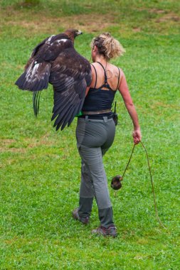 Cabarceno Park, Cantabria Span - July 19, 2024: An instructor at a wild bird show, holding  golden eagle wild bird clipart