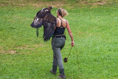 Cabarceno Park, Cantabria Span - July 19, 2024: An instructor at a wild bird show, holding  golden eagle wild bird clipart