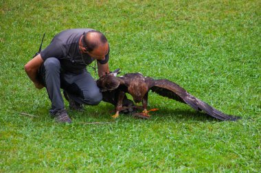 Cabarceno Park, Cantabria Span - July 19, 2024: An instructor at a wild bird show, holding  golden eagle wild bird clipart