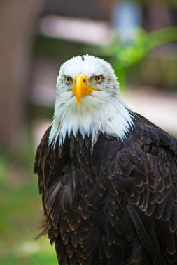 Büyük kel kartal İspanya 'da hayvanat bahçesinde çekilmiş. 