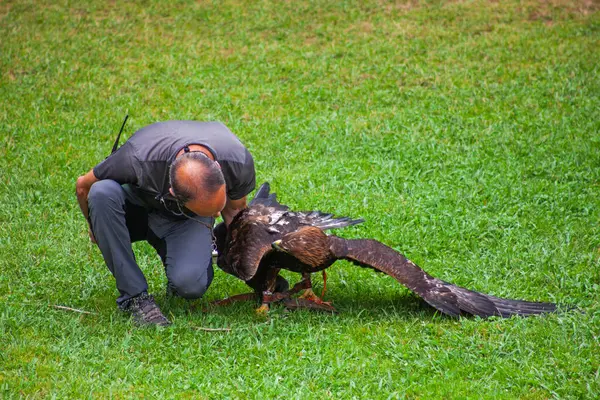 stock image Cabarceno Park, Cantabria Span - July 19, 2024: An instructor at a wild bird show, holding  golden eagle wild bird