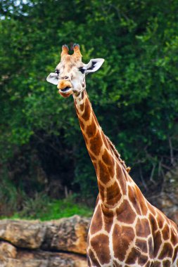 Kuzey İspanya safari hayvanat bahçesinde çekilen komik zürafa.