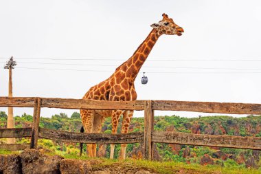 Büyük İspanyol hayvanat bahçesindeki zürafa ve Cabarceno hayvanat bahçesindeki teleferikler.