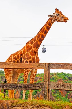Büyük İspanyol hayvanat bahçesindeki zürafa ve Cabarceno hayvanat bahçesindeki teleferikler.