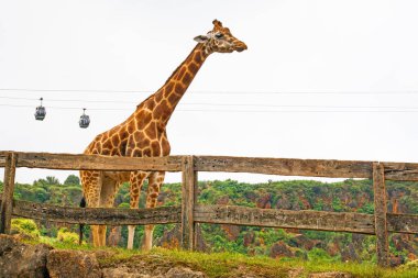 Büyük İspanyol hayvanat bahçesindeki zürafa ve Cabarceno hayvanat bahçesindeki teleferikler.
