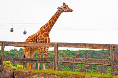Büyük İspanyol hayvanat bahçesindeki zürafa ve Cabarceno hayvanat bahçesindeki teleferikler.