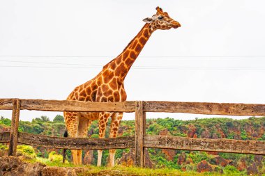 Büyük İspanyol hayvanat bahçesindeki zürafa ve Cabarceno hayvanat bahçesindeki teleferikler.