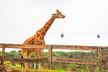Büyük İspanyol hayvanat bahçesindeki zürafa ve Cabarceno hayvanat bahçesindeki teleferikler.
