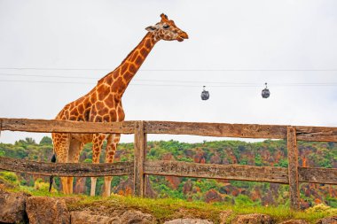Büyük İspanyol hayvanat bahçesindeki zürafa ve Cabarceno hayvanat bahçesindeki teleferikler.