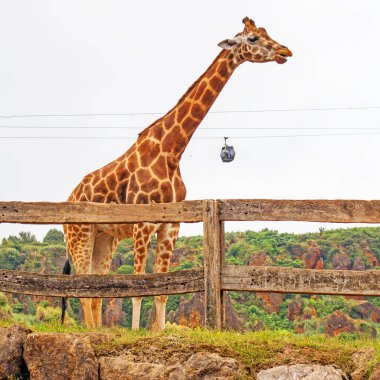 Büyük İspanyol hayvanat bahçesindeki zürafa ve Cabarceno hayvanat bahçesindeki teleferikler.