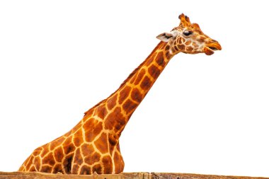 Beyaz arka planda izole komik zürafa