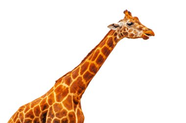 Beyaz arka planda izole komik zürafa