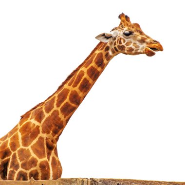 Beyaz arka planda izole komik zürafa