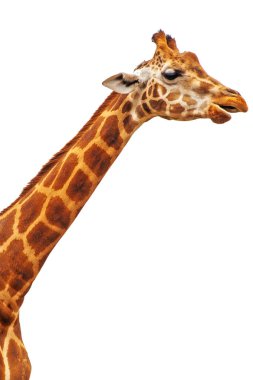 Beyaz arka planda izole komik zürafa