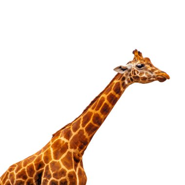 Beyaz arka planda izole komik zürafa