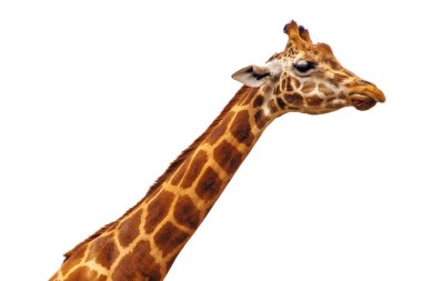 Beyaz arka planda izole komik zürafa