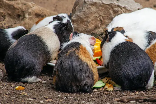 stock image Funny cute guinea pigs family eating in the zoo