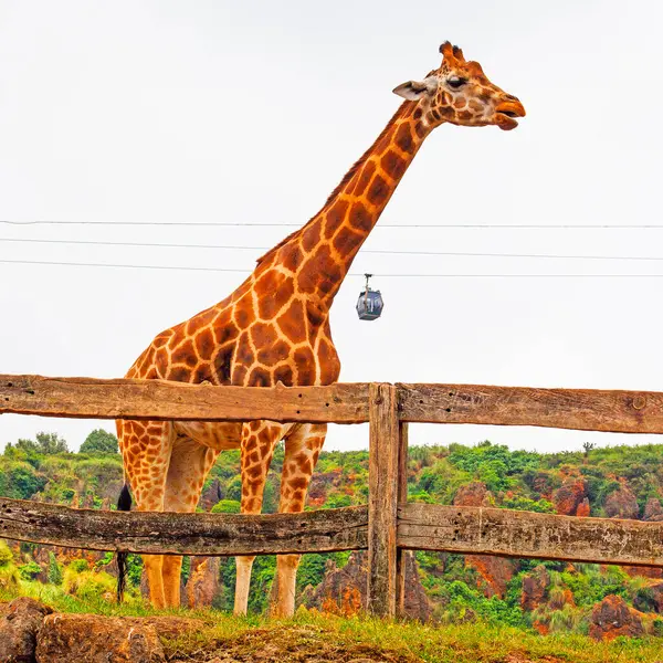 Büyük İspanyol hayvanat bahçesindeki zürafa ve Cabarceno hayvanat bahçesindeki teleferikler.