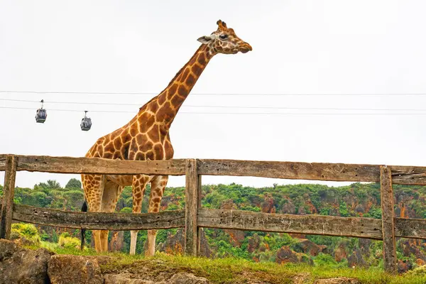 Büyük İspanyol hayvanat bahçesindeki zürafa ve Cabarceno hayvanat bahçesindeki teleferikler.